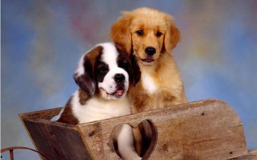 国产犬粮视频大全图片,视频大全带你领略国货风采