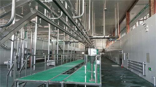 国产肉羊屠宰设备视频,高效屠宰，品质保障