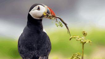 国产小鸟精品视频播放,带你领略国货之美