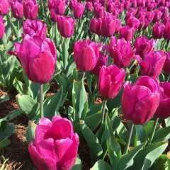 国产植物大全视频,国产植物大全视频深度解析