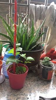 国产植物大全视频,国产植物大全视频深度解析