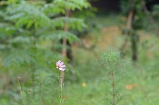 草草草草国产小视频