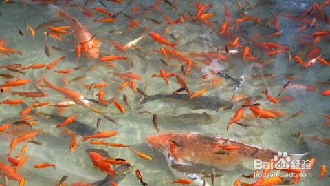 金鱼繁殖国产鱼苗视频大全,国产鱼苗视频大全解析