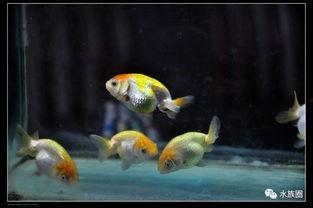 金鱼繁殖国产鱼苗视频大全,国产鱼苗视频大全解析