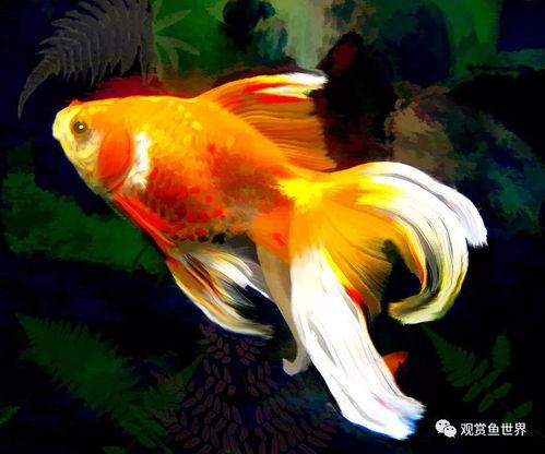 金鱼繁殖国产鱼苗视频大全,国产鱼苗视频大全解析