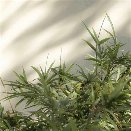 国产流出视频草,揭秘国内影视产业的新趋势与挑战