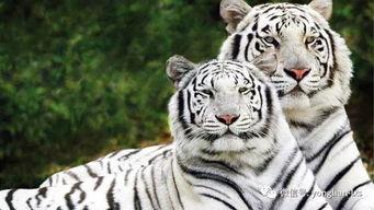 国产小白虎视频,揭秘国产动画新星的崛起之路