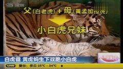 国产小白虎视频,揭秘国产动画新星的崛起之路