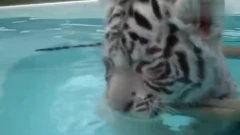 国产小白虎视频,揭秘国产动画新星的崛起之路