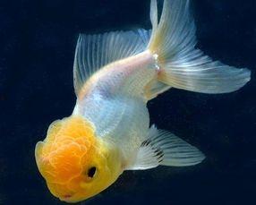 国产狮子头金鱼养法视频