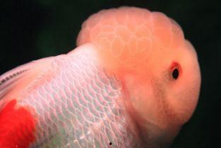 国产狮子头金鱼养法视频